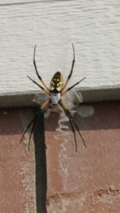 Garden Spider