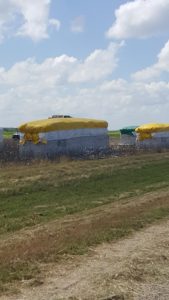 Harvested cotton in Thorndale Tx.