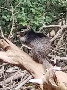 Brown ground squirrel