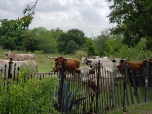 Texas long horn cattle