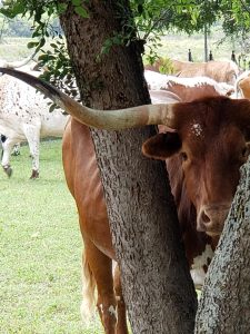 Meeting the neighbors