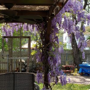 Wisteria in bloom