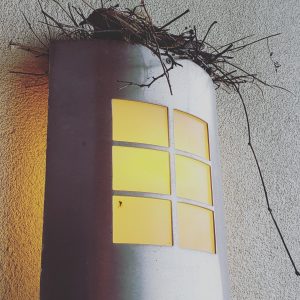 Heated bird nest