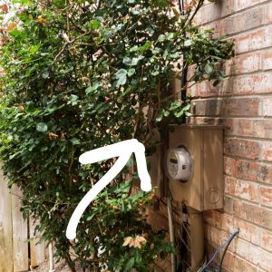 Rose bush blocking the exterior electric panel