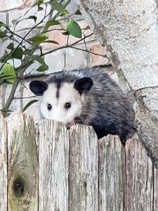 Local wildlife - opossum