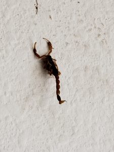 Local wildlife - Scorpion