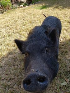 Local wildlife - Pig