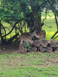 Local wildlife - Deer