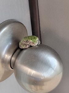 Local wildlife - Tree frog