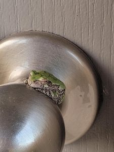 Another angle of tree frog