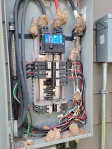 Main electric panel, full of mud Dobers nests